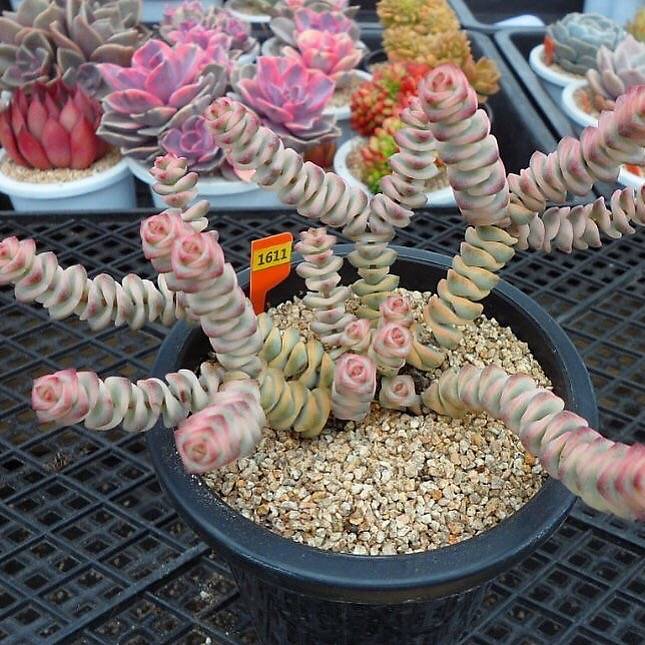 Crassula Perforata, Variegata