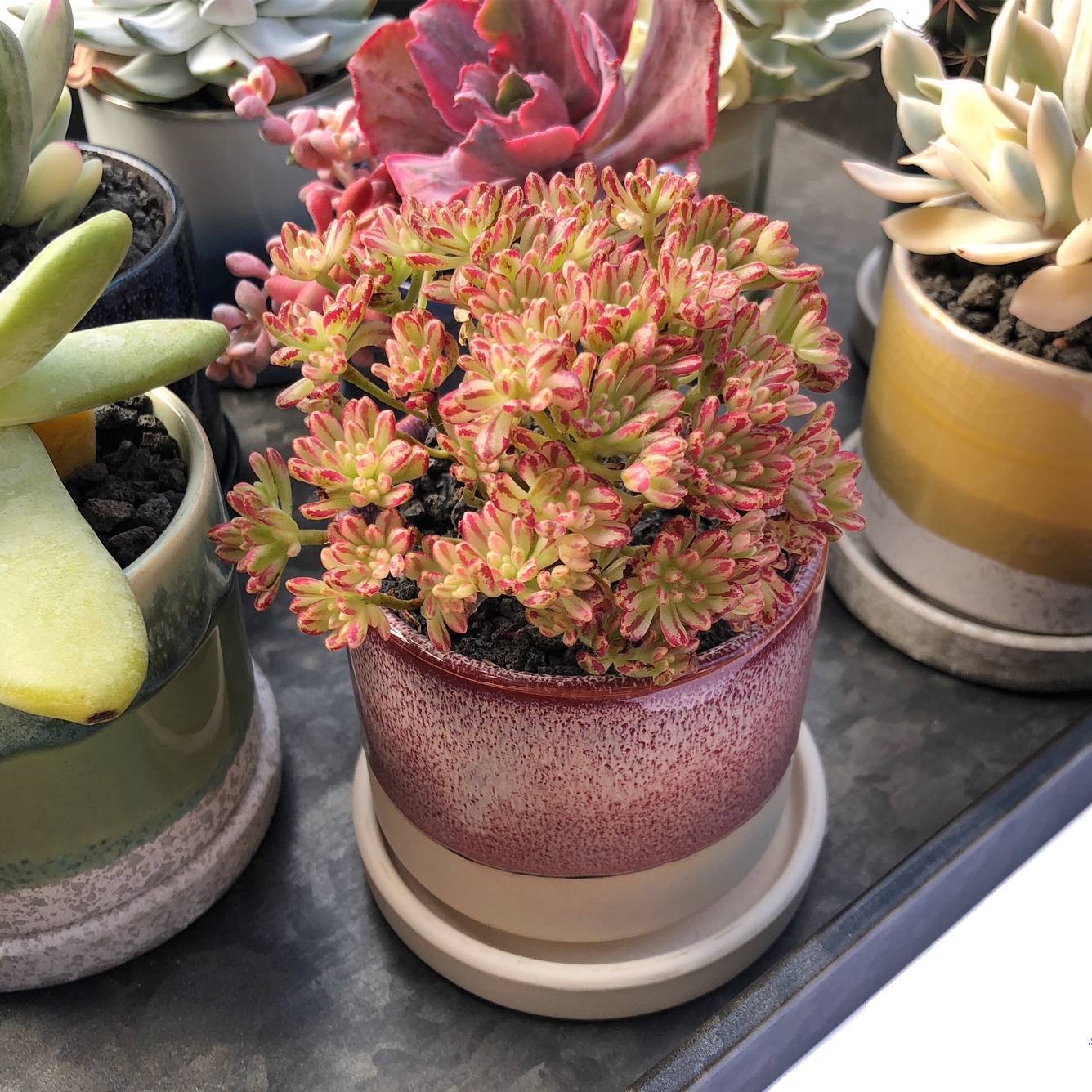 3" Chive Minute Pot- Raspberry