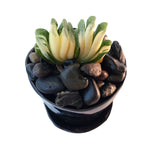 Haworthia Truncata f. variegata, (Video)