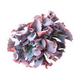 Echeveria Trumpet Pinky, Double