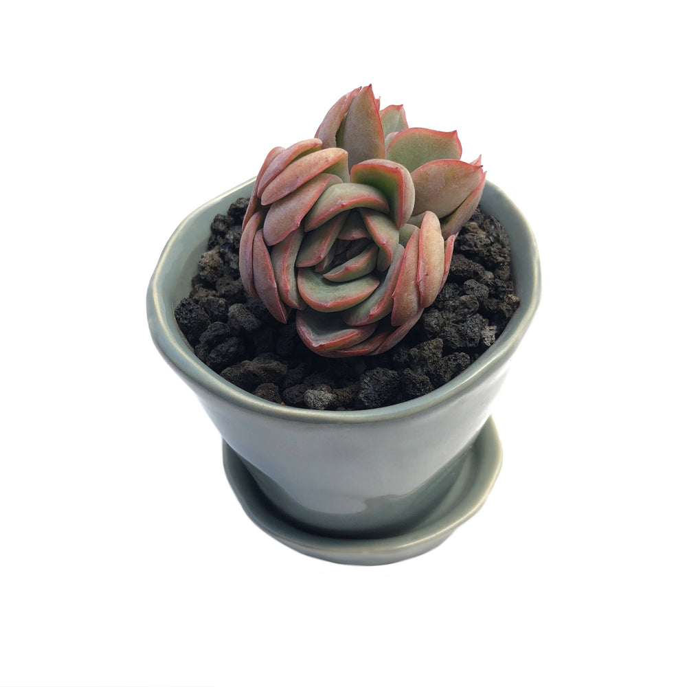 Echeveria Brave, Double