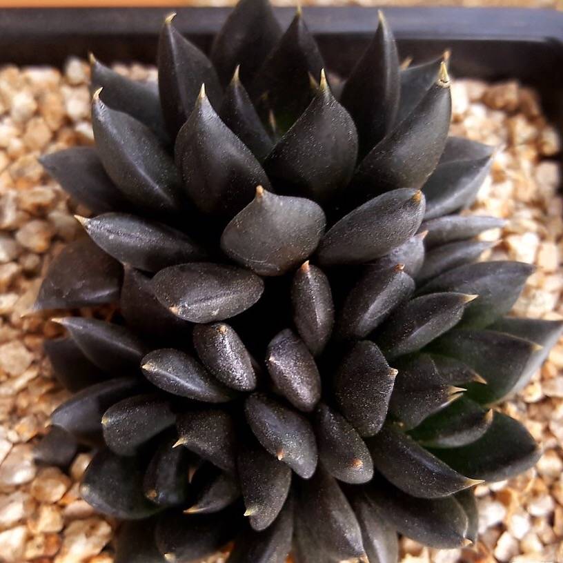 PRESALE Echeveria Dark Knight, Hybrid? (Random)