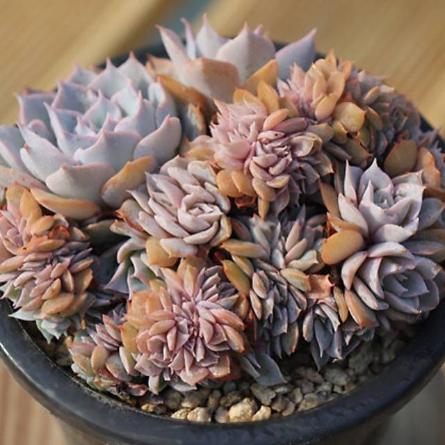 PRESALE Echeveria Peacockii Subsessilis Cristata, (Random)