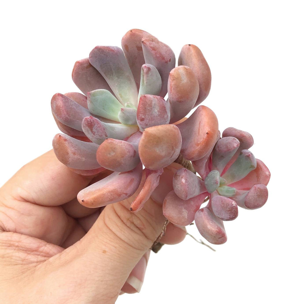 RESERVED Echeveria Cupid, (Ready to Ship)