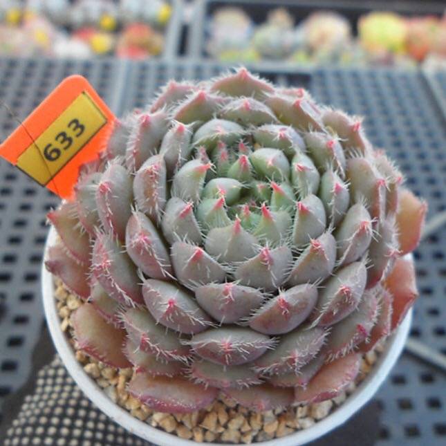 PRESALE Echeveria Setosa x Vincent, (Random)