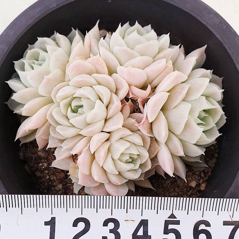 PRESALE Echeveria Hughmillus Cluster, (Random)