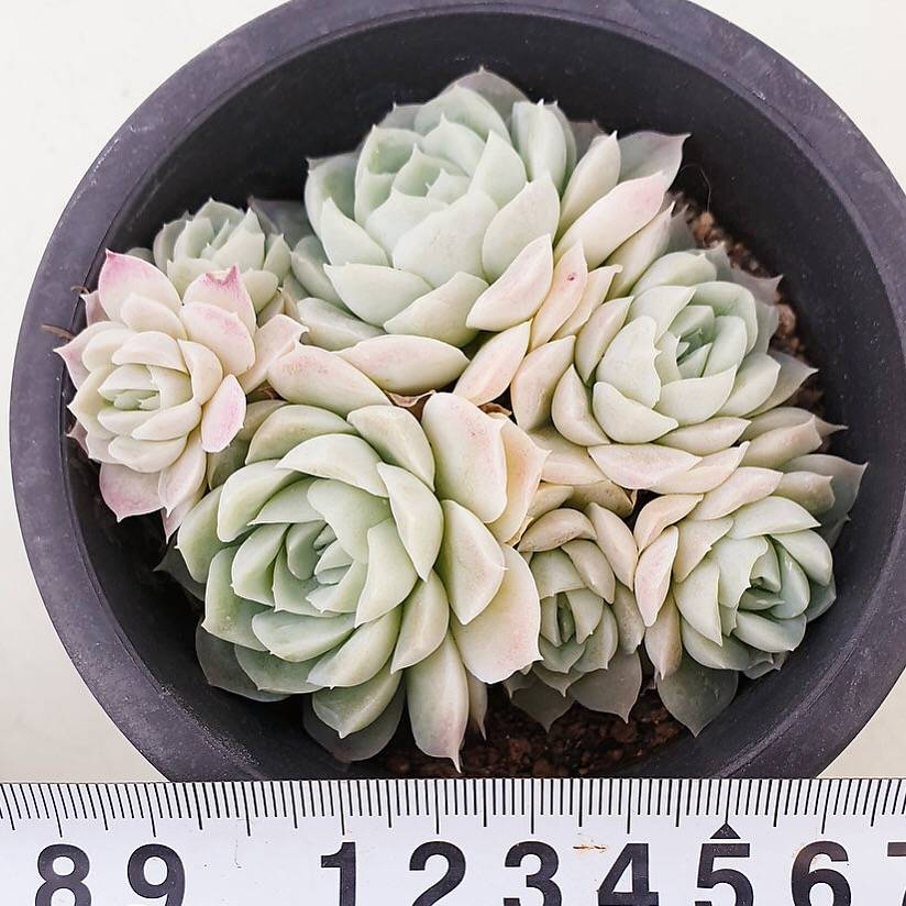 PRESALE Echeveria Hughmillus Cluster, (Random)