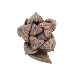 Haworthia Splendens 'Hana Aoi,' Mature and Offsetting, (Video)