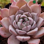 PRESALE Echeveria Largea, (Random)