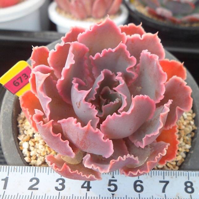 PRESALE Echeveria Shaviana Madre de Sur, (Random)