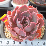 PRESALE Echeveria Shaviana Madre de Sur, (Random)