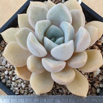 PRESALE Echeveria Tiny Bella, (Random)