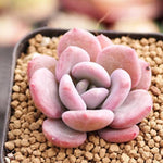 PRESALE Echeveria Pink Door, (Random)