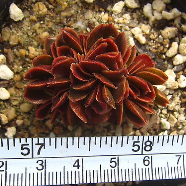 PRESALE Echeveria Ghidoric Iron, Mini Crests, (Random)