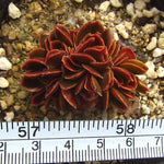 PRESALE Echeveria Ghidoric Iron, Mini Crests, (Random)