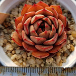 PRESALE Echeveria Phil Morning, (Random)