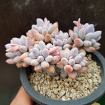 PRESALE Pachyphytum Machucae 'Baby Fingers,' (Random)