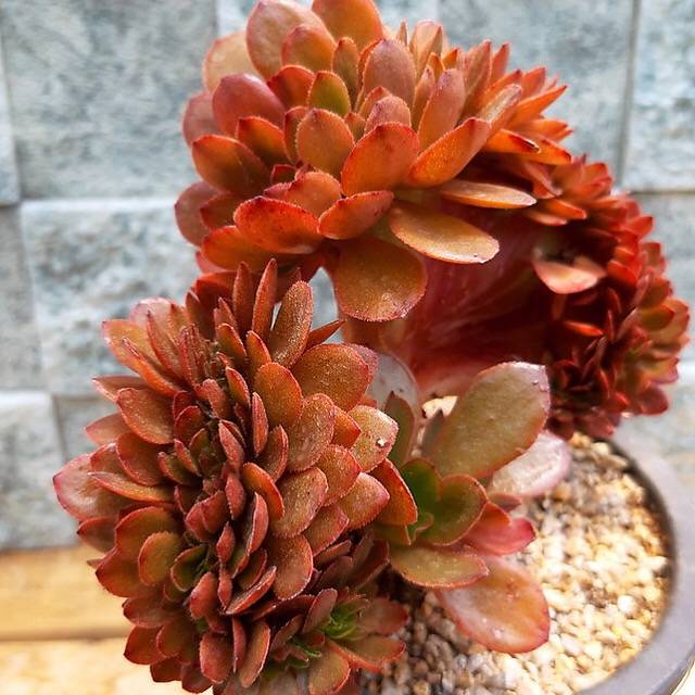 PRESALE Echeveria Ghidoric Iron, Cristata, (Not so Random)