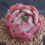 PRESALE Echeveria Patricia, (Random)