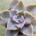 Graptoveria Bainesii, (Random)