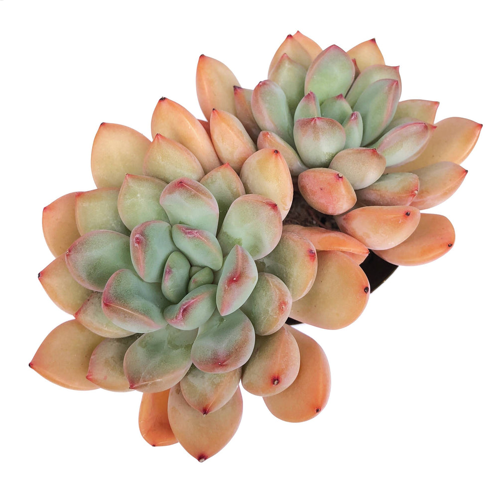 Echeveria Chubby Lips, Double