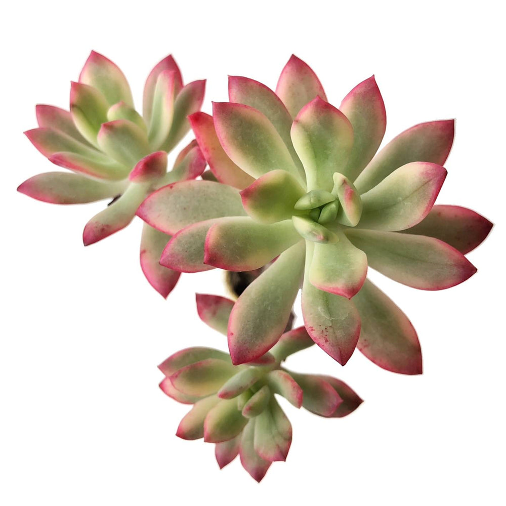 Echeveria Mini Belle, Variegata