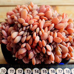 PRESALE Echeveria Debbie Cristata, (Random)