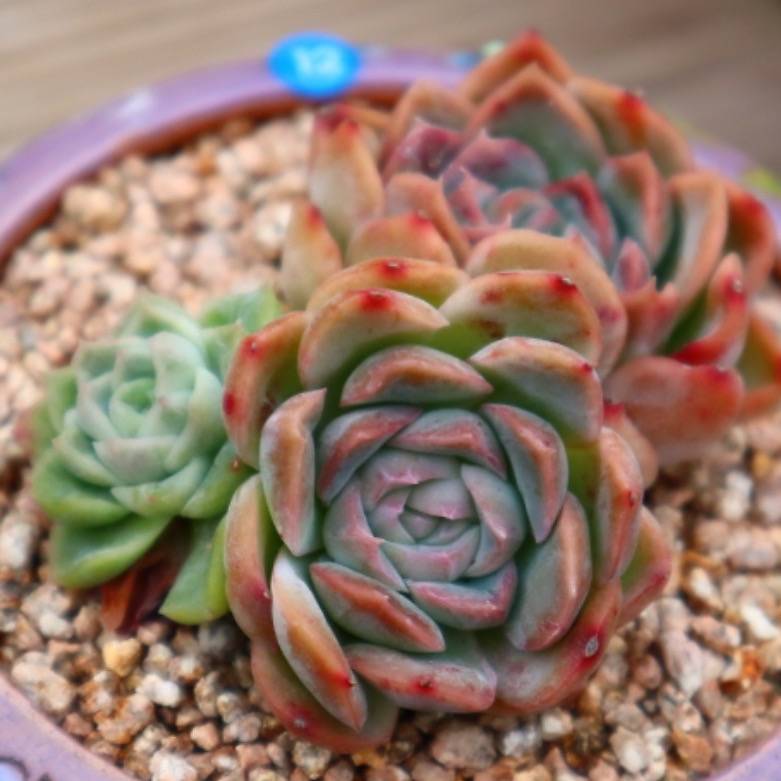 Echeveria Primera