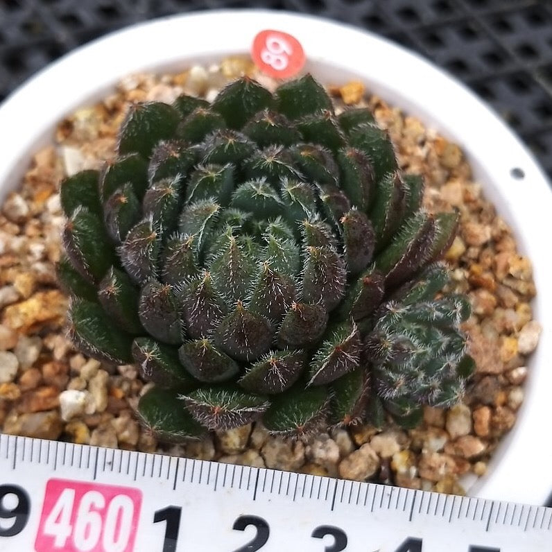 PRESALE Echeveria Scorpio, (Random)