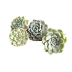 The GOOD, The BAD and The UGLY SALE! Echeveria Helena Set :)