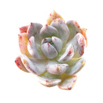 SALE! Echeveria Ivory Hybrid