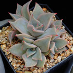 PRESALE Echeveria Madiba, Cluster, (Random)