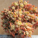 Echeveria Luella, Crested and Non-Crested Branchy Clusters, (Random)