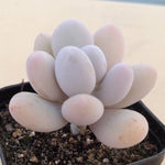 PRESALE Pachyphytum Oveferum cv Momobijin, (Random)