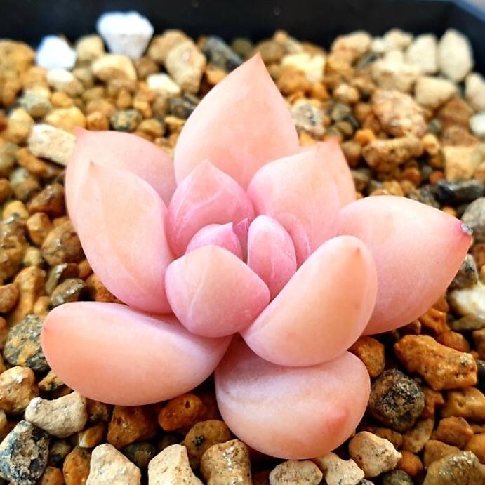 PRESALE Echeveria Arteusa, (Random)