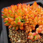 PRESALE Echeveria Memory Cristata, (Random)