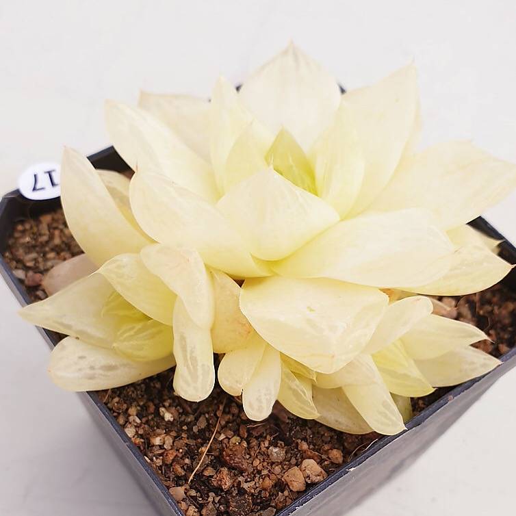 PRESALE Haworthia Cymbiformis f. Variegata, (Random)