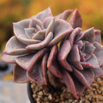 PRESALE Echeveria Bainesii