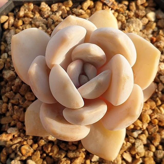 LAST CHANCE! MOTHER'S DAY WEEKEND FLASH SALE! PRESALE Echeveria Tiramisu, (Random)