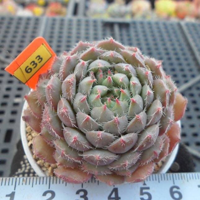 PRESALE Echeveria Setosa x Vincent, (Random)