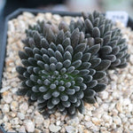 PRESALE Sinocrassula Yunnanensis, (Random)