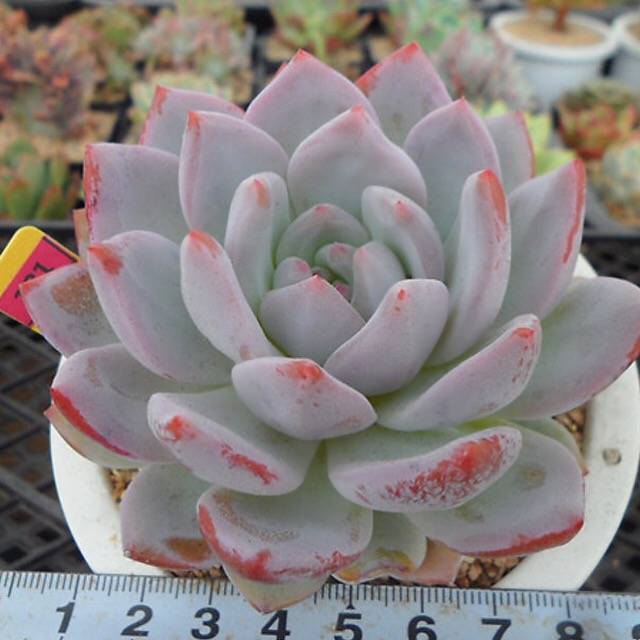 PRESALE Echeveria Hosikage, (Random)