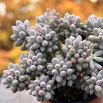 PRESALE Pachyphytum Machucae, (Huge Cluster)
