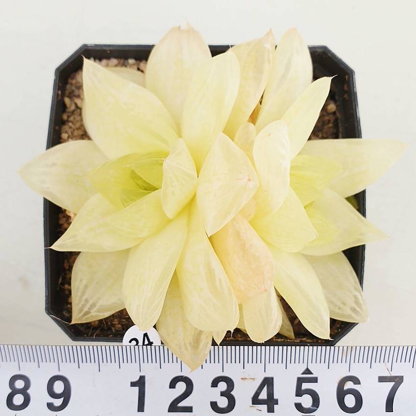 PRESALE Haworthia Cymbiformis f. Variegata, (Random)