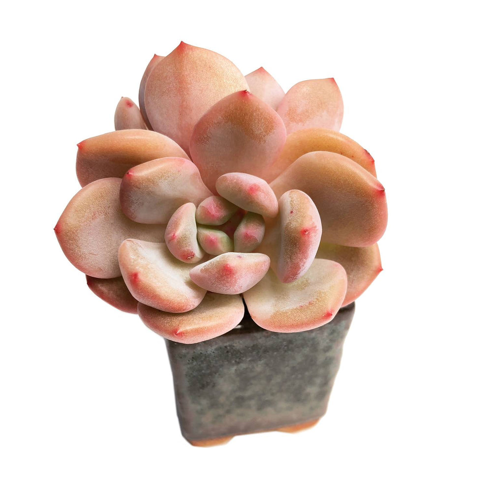 Echeveria Ariel