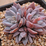 PRESALE Echeveria Lulu, Cluster, (Random)