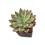 Echeveria Emerald Green, Variegata (Random-ish)