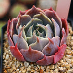 SPECIAL!! JUST CART! PRESALE Echeveria Color Liner, (Not so Random)