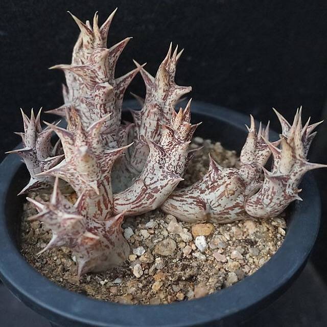 4th OF JULY FLASH SALE- DEAL #8 PRESALE Stapelia Decaryi Choux