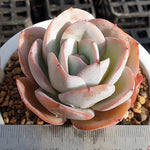 MOTHER'S DAY WEEKEND FLASH SALE! PRESALE Echeveria Brinks Blue, (Random)